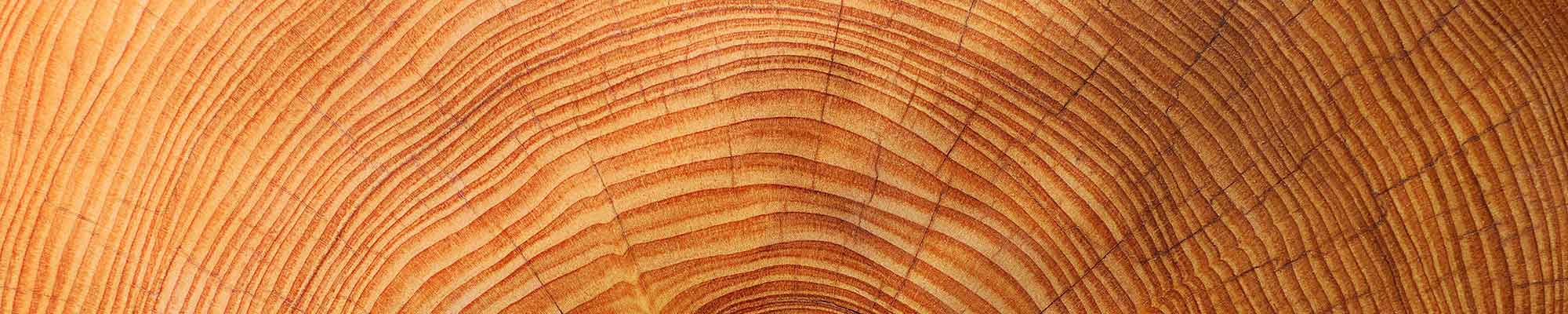 ein großer Querschnitt von einem Baum