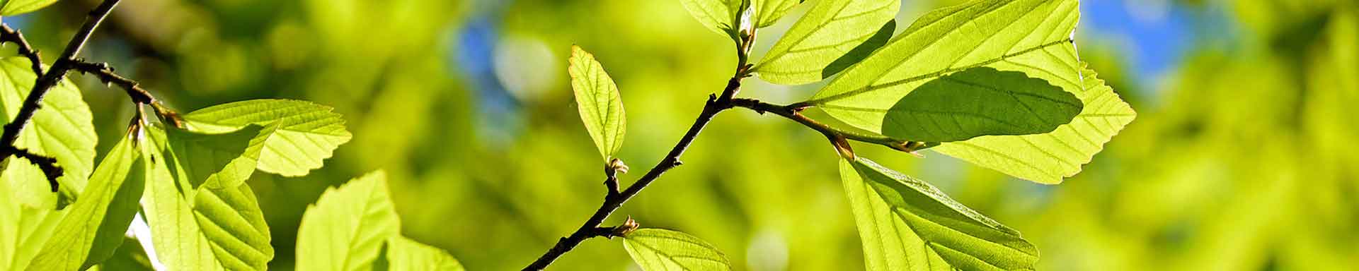 Baum mit saftigen grünen Blättern
